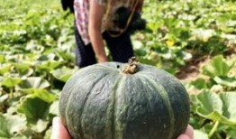 吃瓜网红 图片高清壁纸,高清壁纸下的网红风采