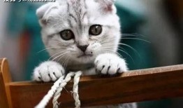 娱乐吃瓜君七七的折耳猫,娱乐吃瓜君的萌宠日常