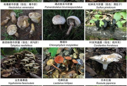 野生菌爆料视频大全,视频大全揭秘菌类世界奇观