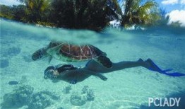 海龟爸爸爆料视频大全集,揭秘幕后真相与精彩瞬间