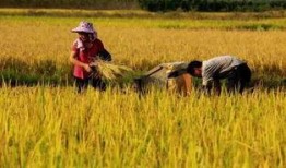 农民伯伯全集在线观看,耕读传家，智慧传承