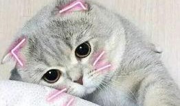 娱乐吃瓜君七七的折耳猫,娱乐吃瓜君的萌宠日常