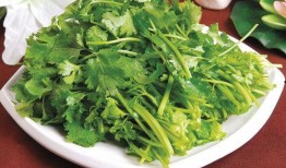 不吃香菜爆料怎么做视频,不吃香菜者的视频制作攻略