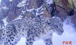 雪豹-在线观看13,揭秘神秘雪域的传奇故事